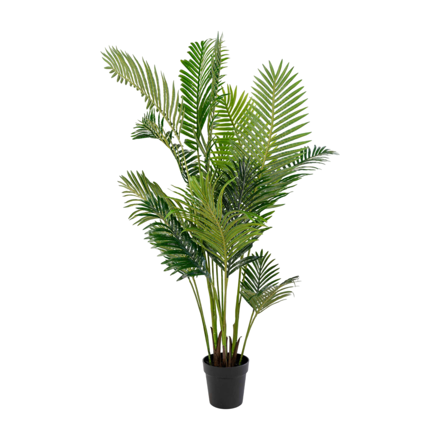 Palmier Areca 175 cm