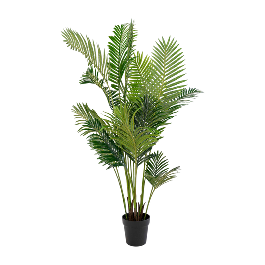 Palmier Areca 175 cm