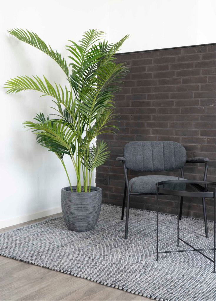Palmier Areca 175 cm