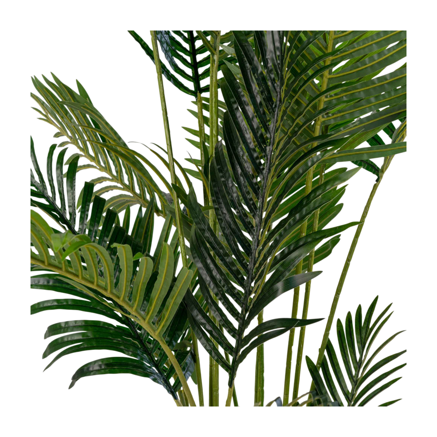 Palmier Areca 175 cm