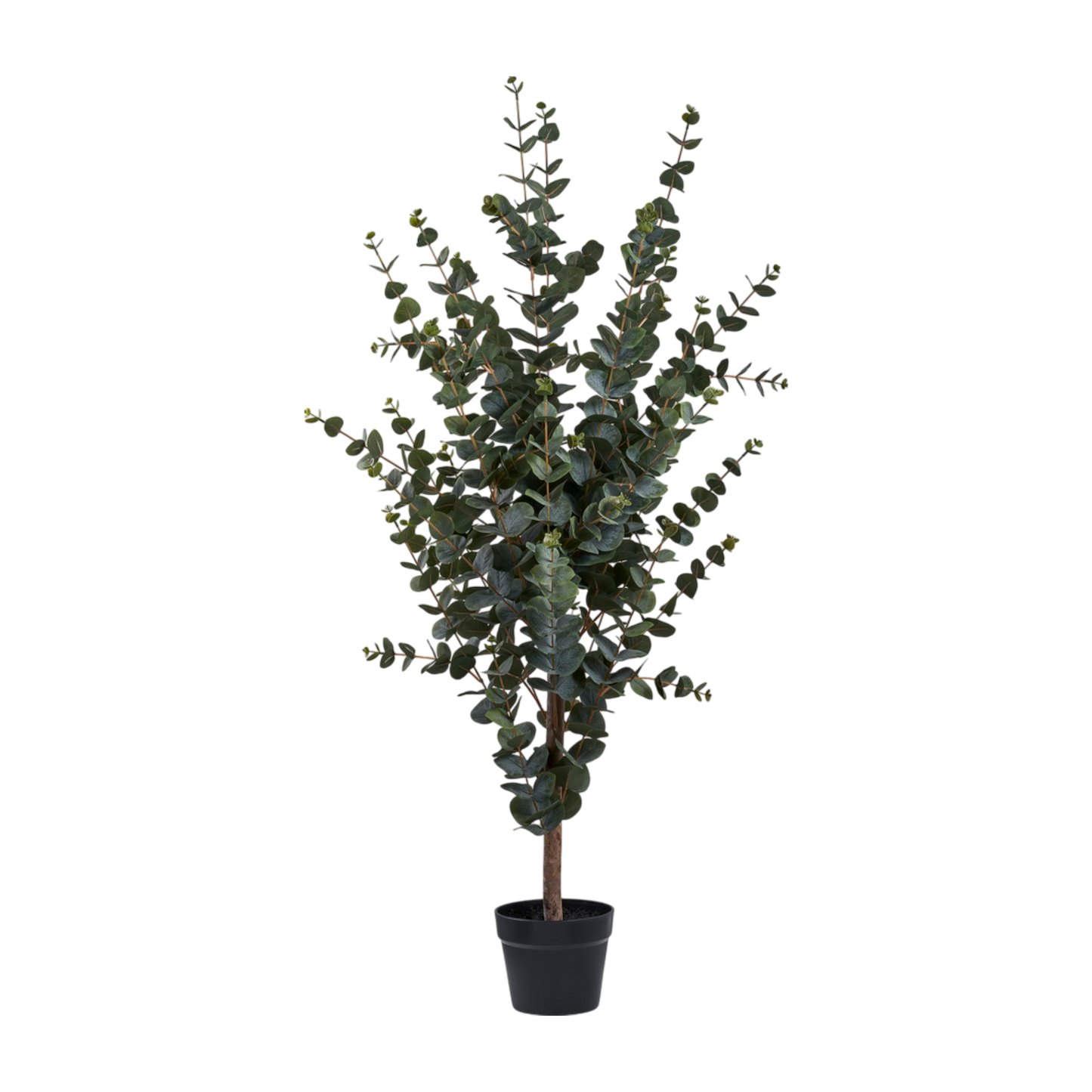 Plante eucalyptus