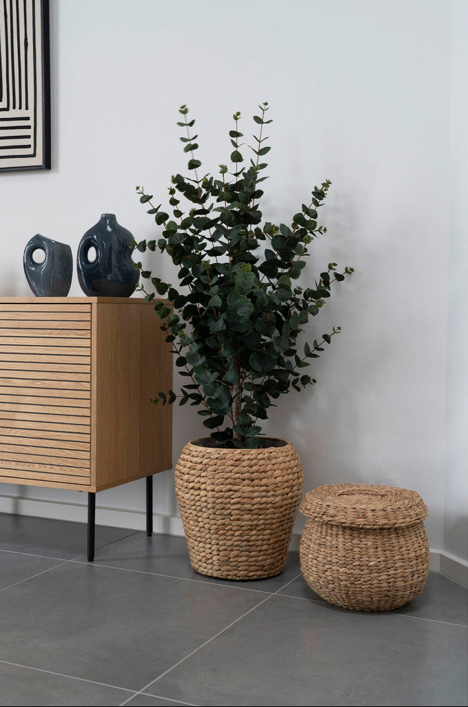 Plante eucalyptus