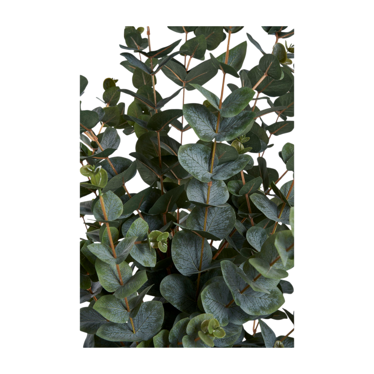 Plante eucalyptus