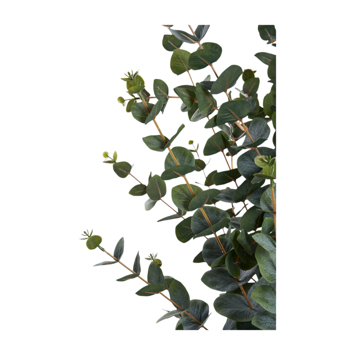 Plante eucalyptus