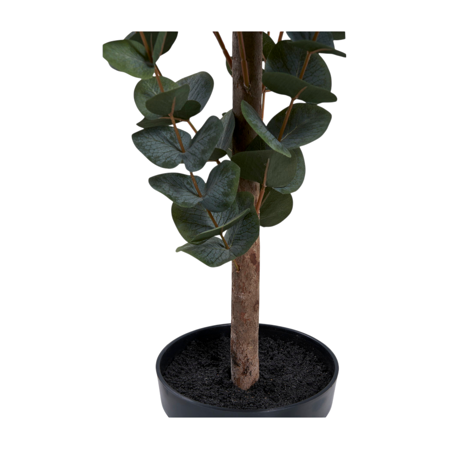 Plante eucalyptus
