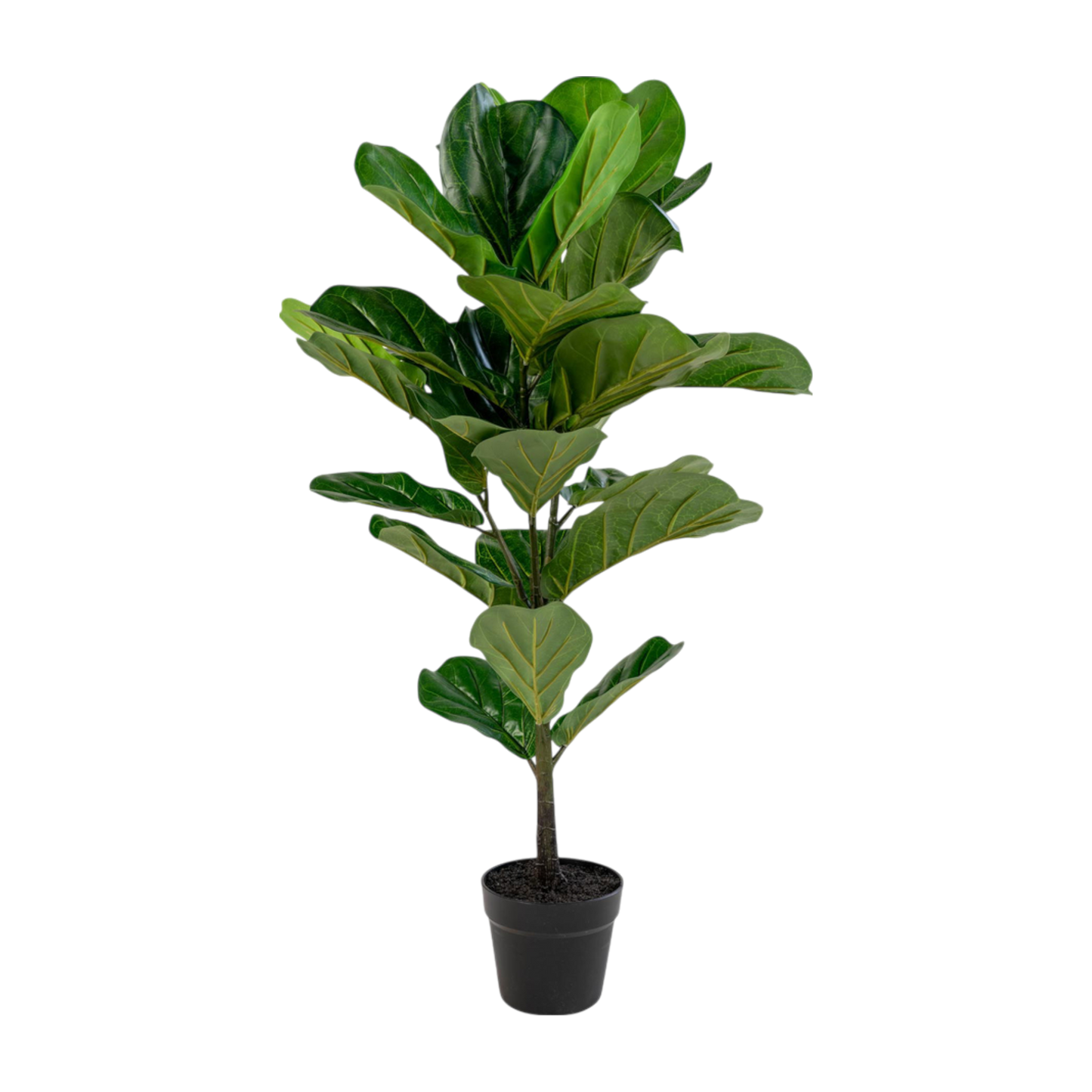 Plante à feuille de violon 100 cm