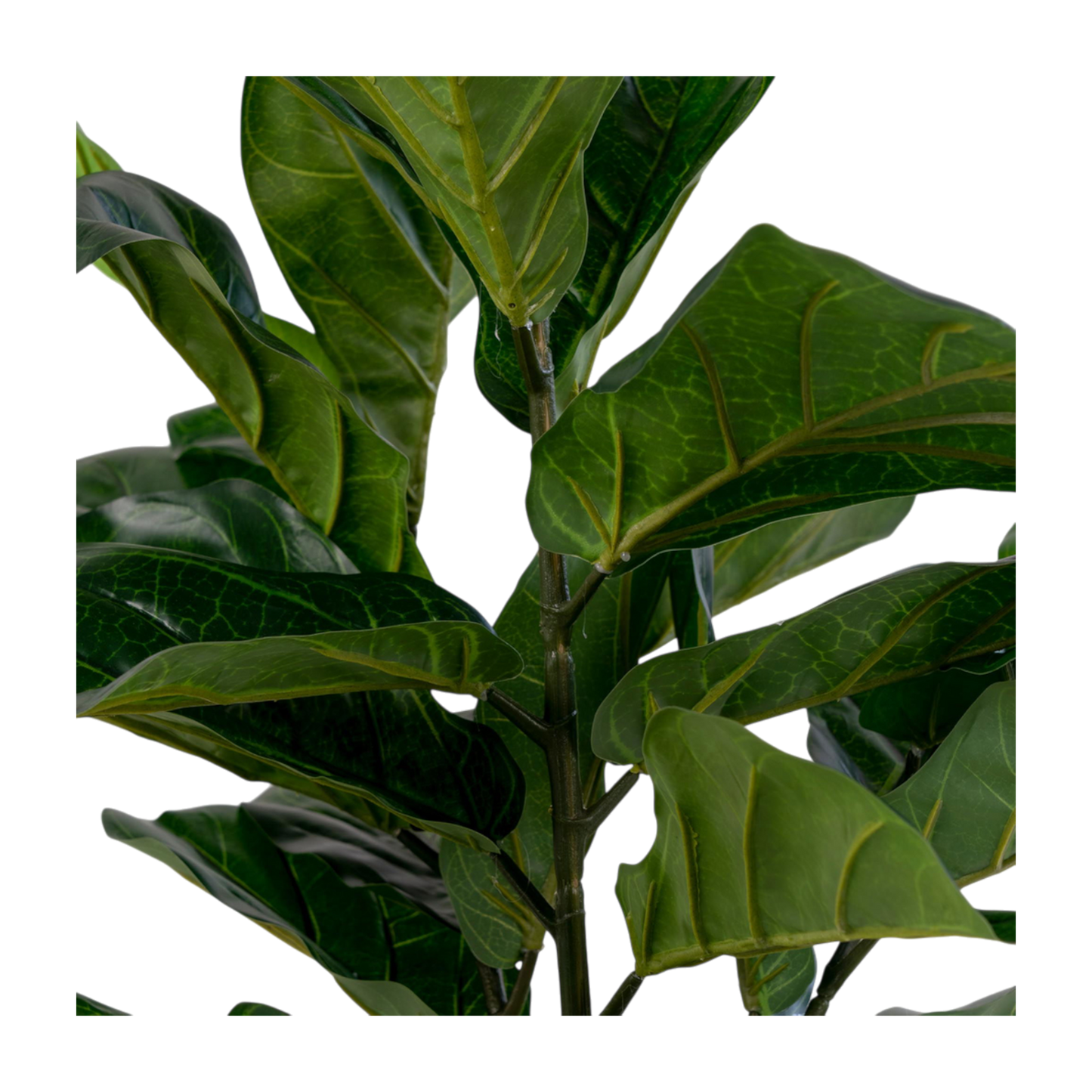 Plante à feuille de violon 100 cm