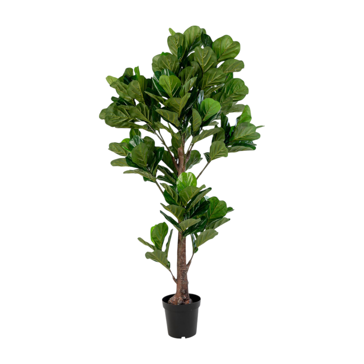Arbre à feuille de violon
