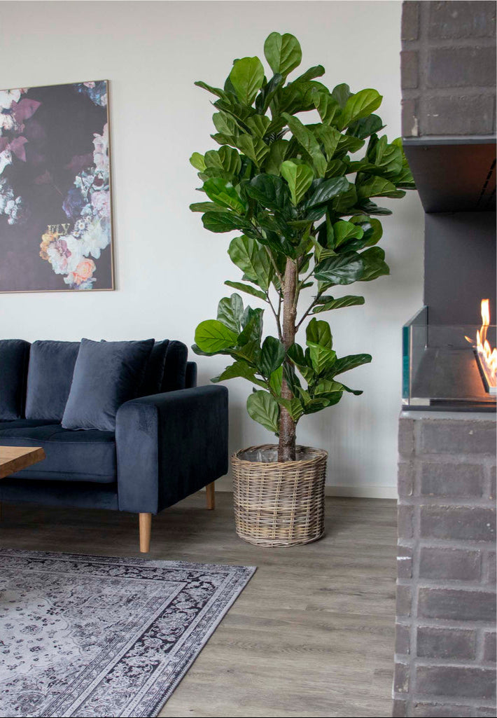 Arbre à feuille de violon