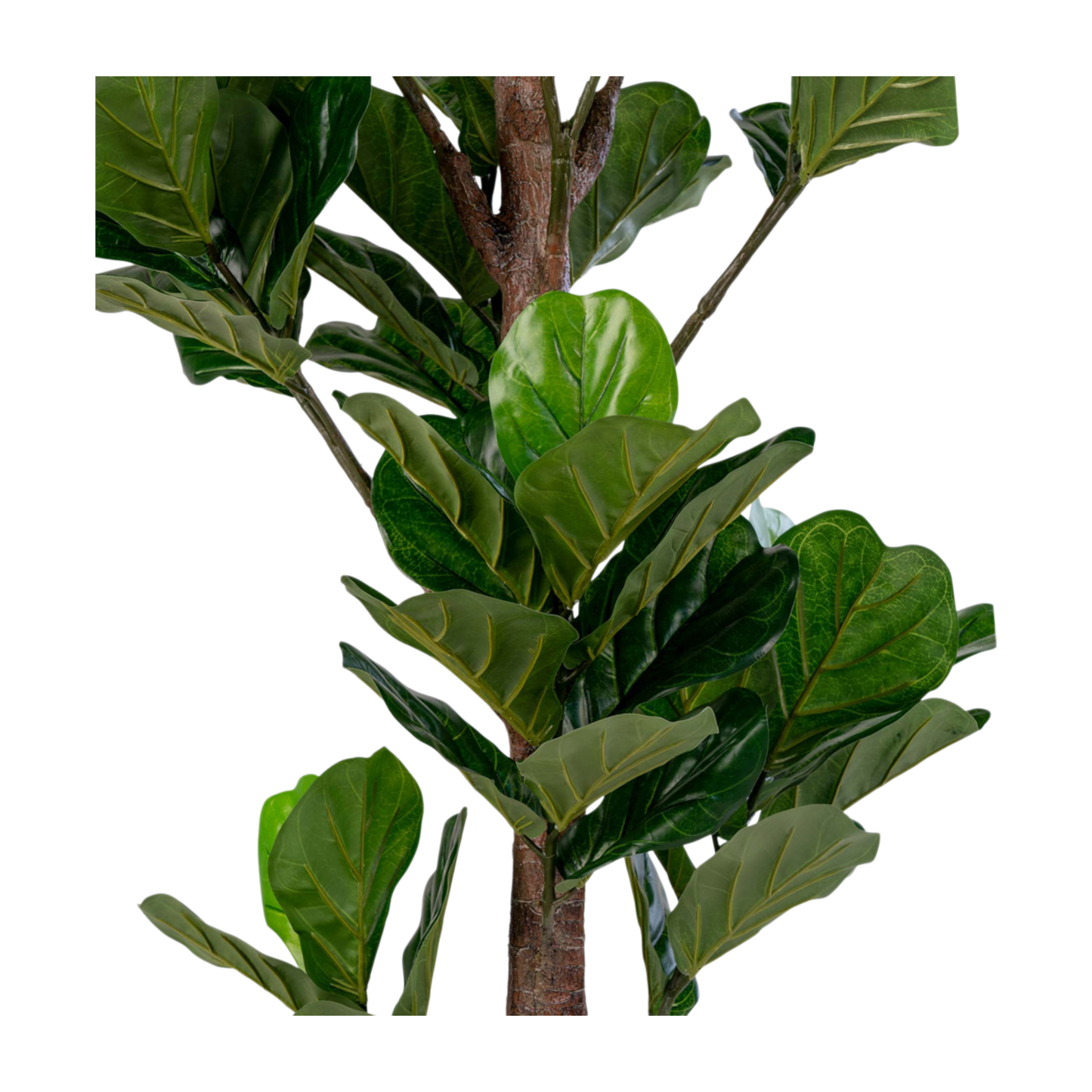 Arbre à feuille de violon
