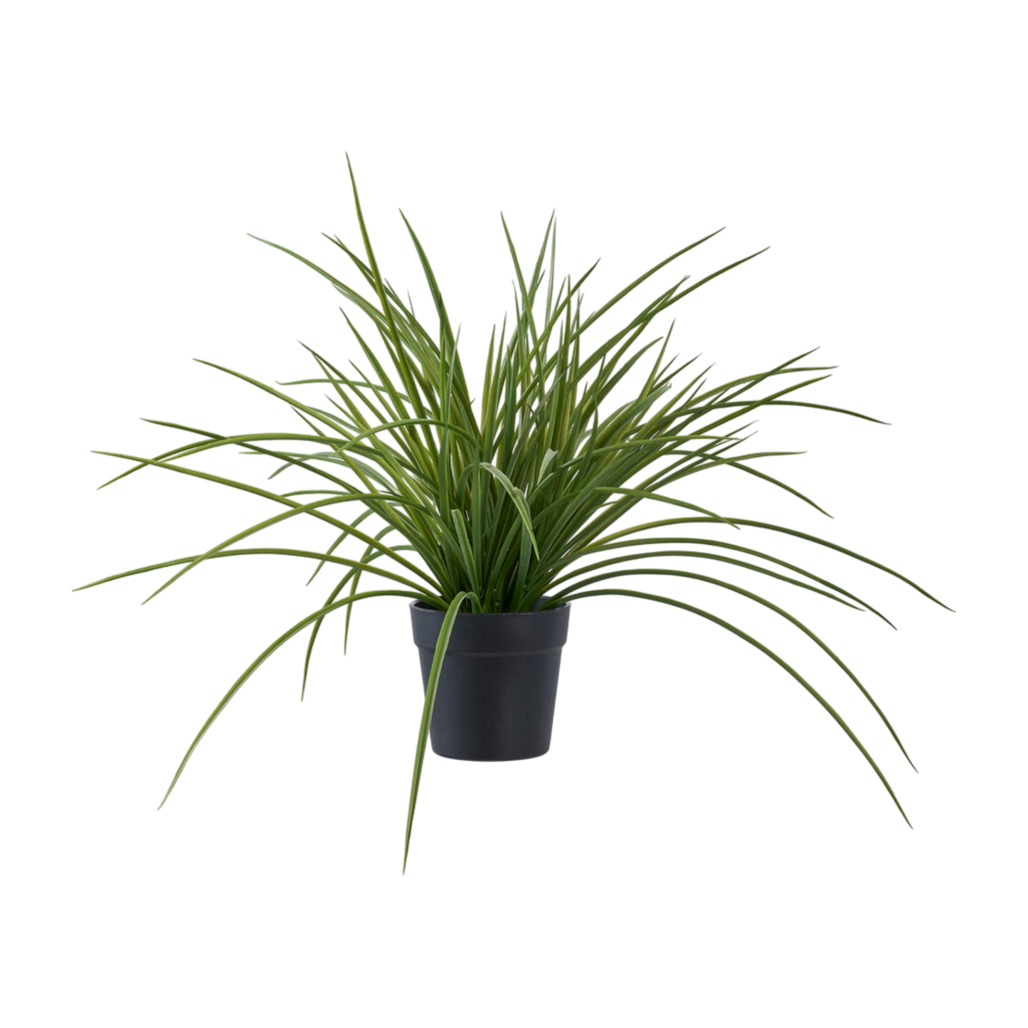 Plante herbe