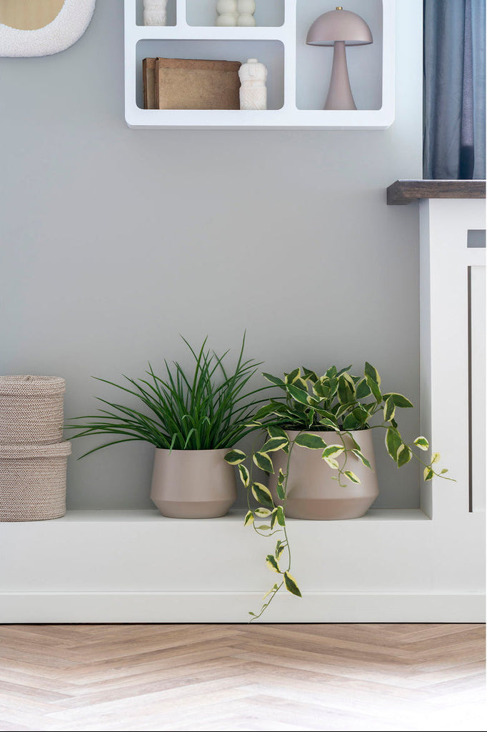 Plante herbe