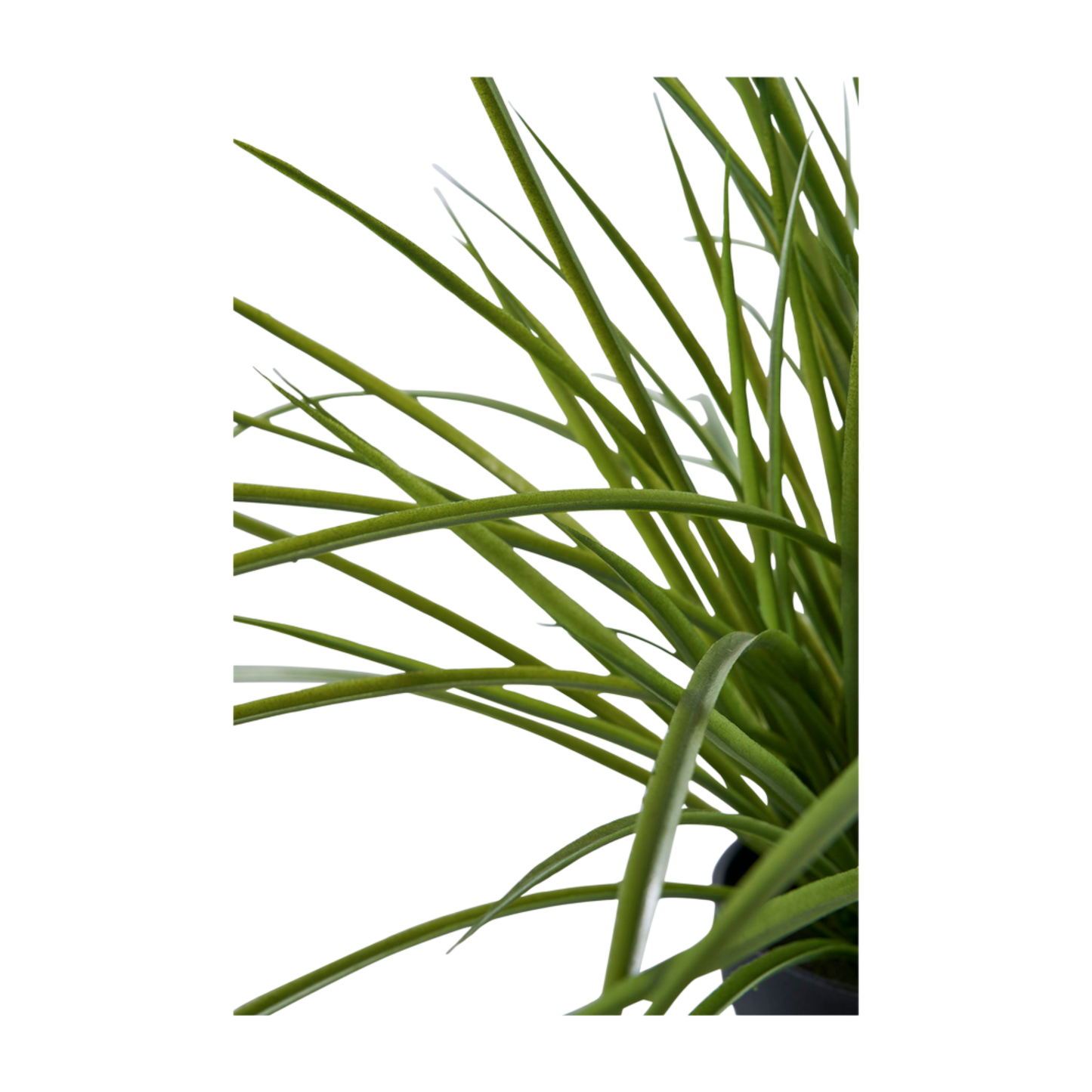 Plante herbe