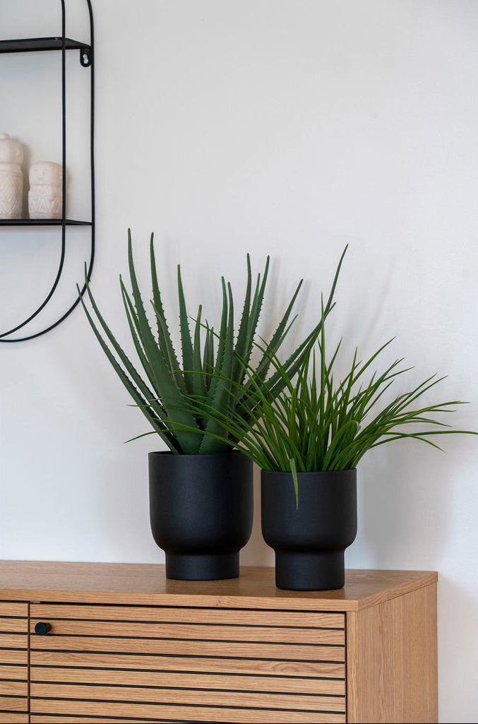 Plante herbe