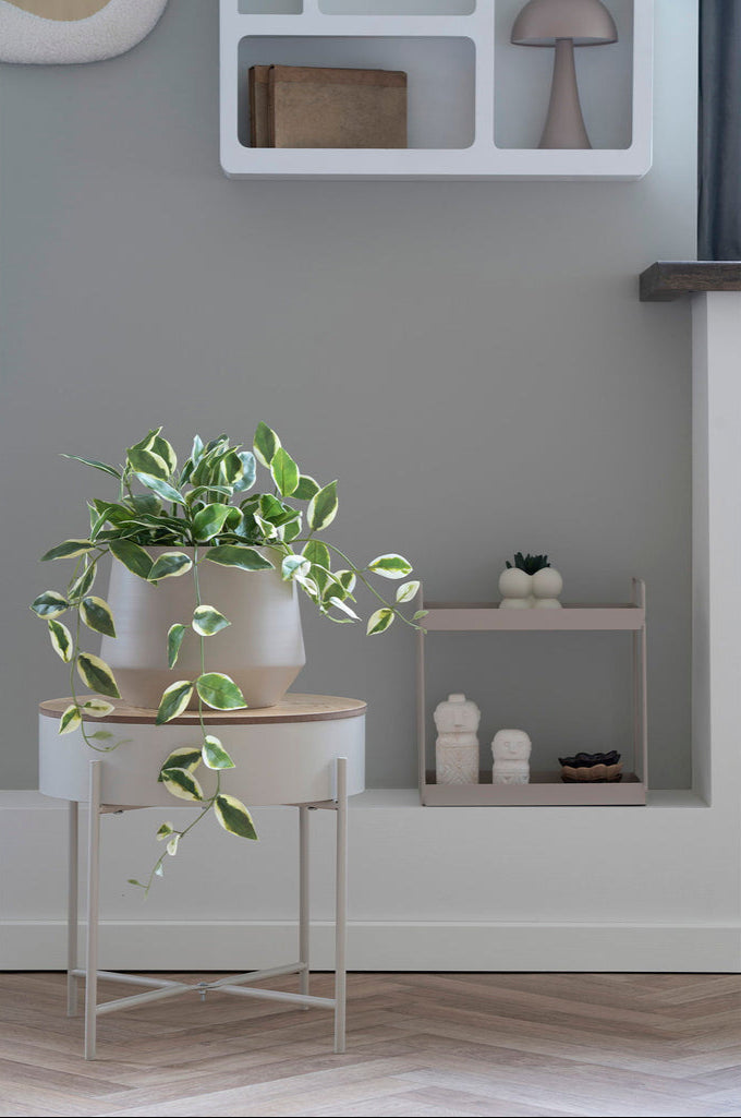 Plante Hoya Carnosa