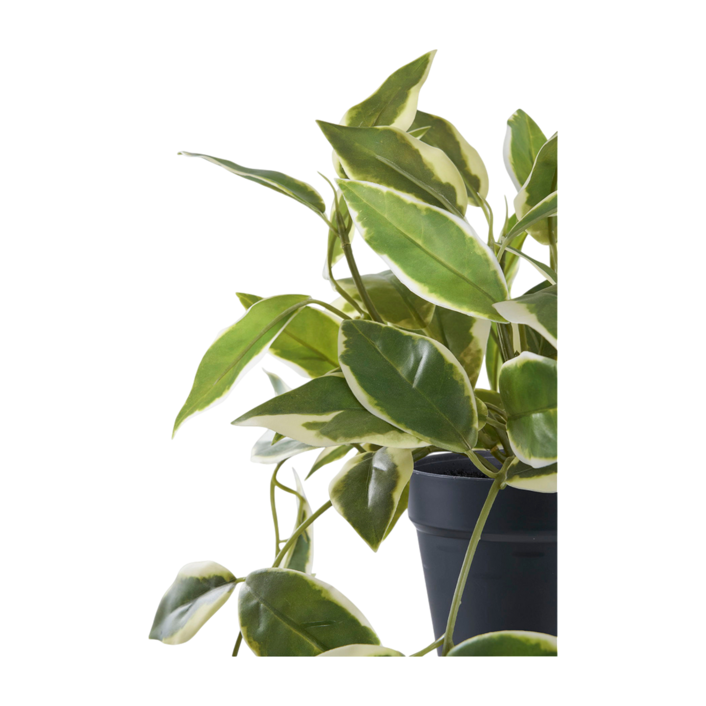 Plante Hoya Carnosa
