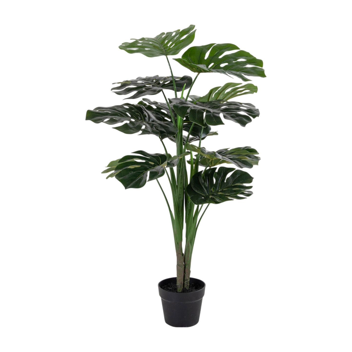 Plante Monstera
