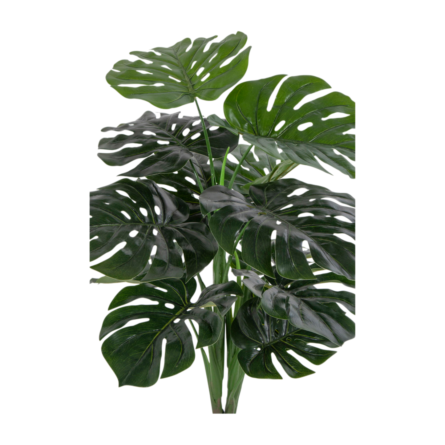 Plante Monstera