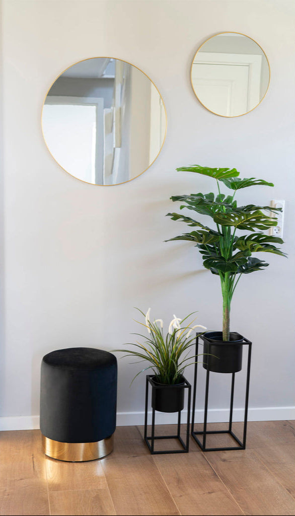 Plante Monstera