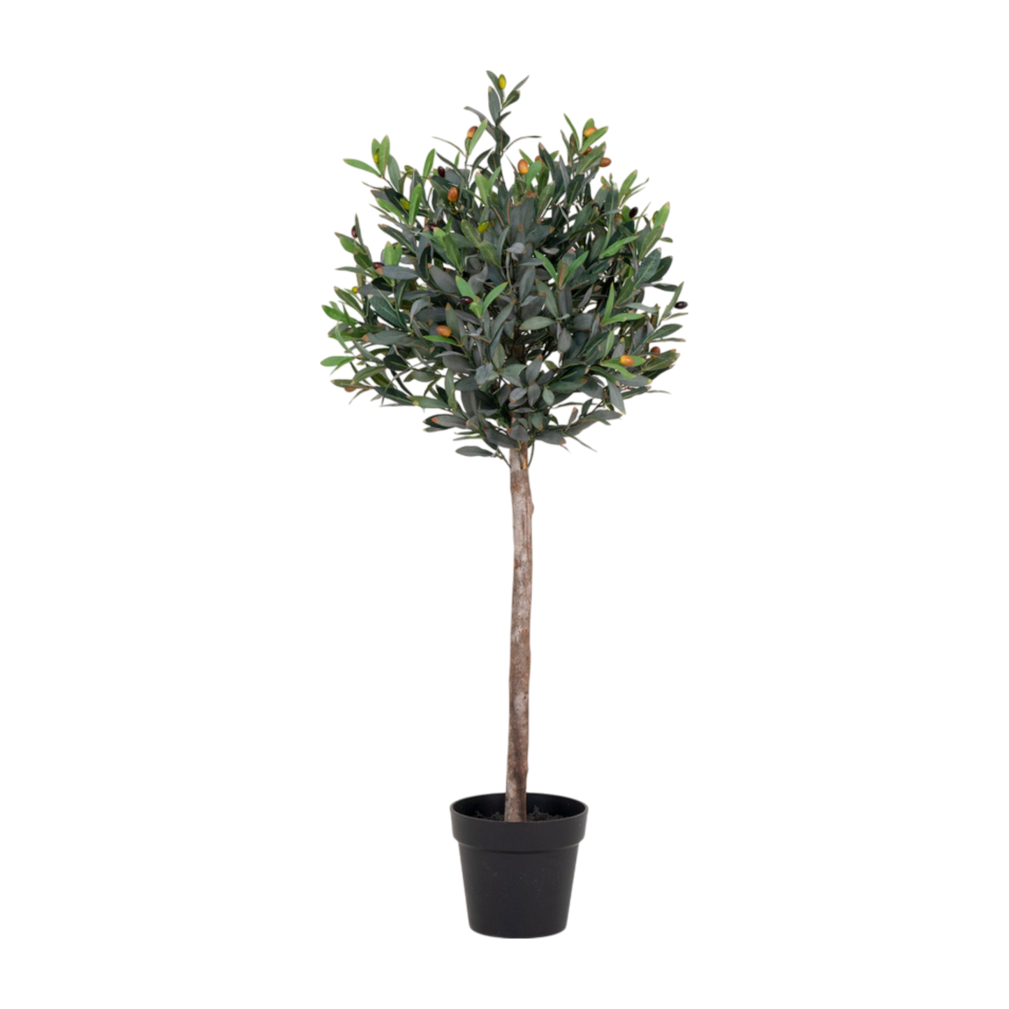 Olivier arbre 120 cm