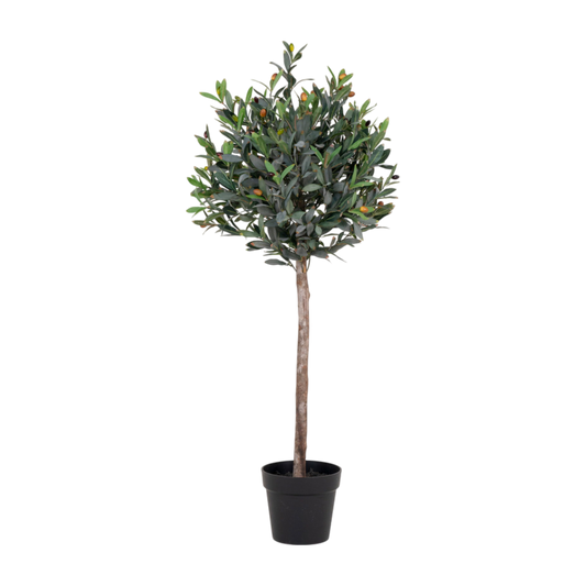 Olivier arbre 120 cm