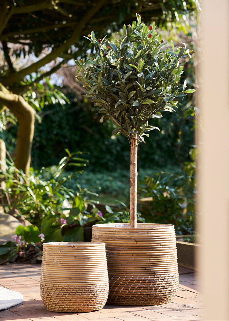 Olivier arbre 120 cm