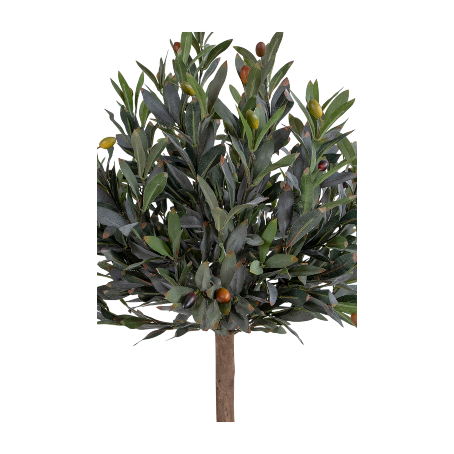 Olivier arbre 120 cm