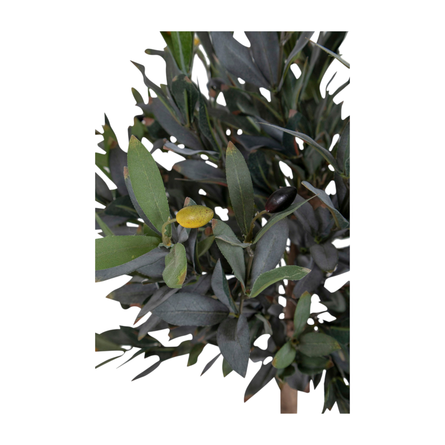 Olivier arbre 120 cm