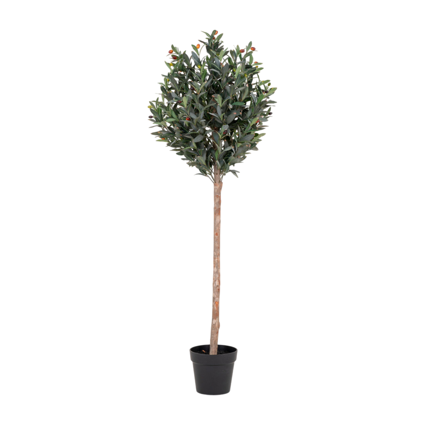 Olivier arbre 150 cm