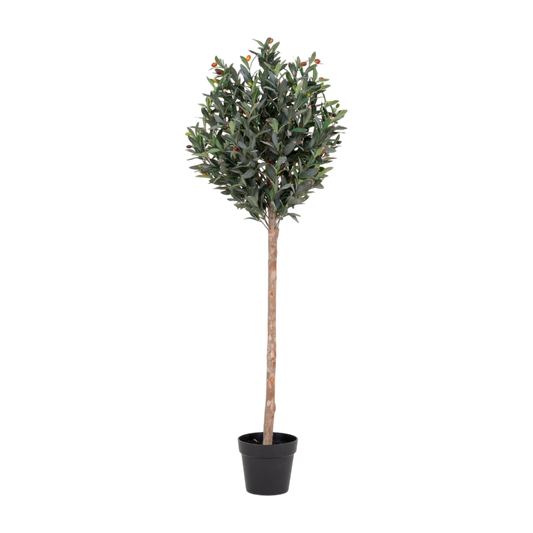 Olivier arbre 150 cm