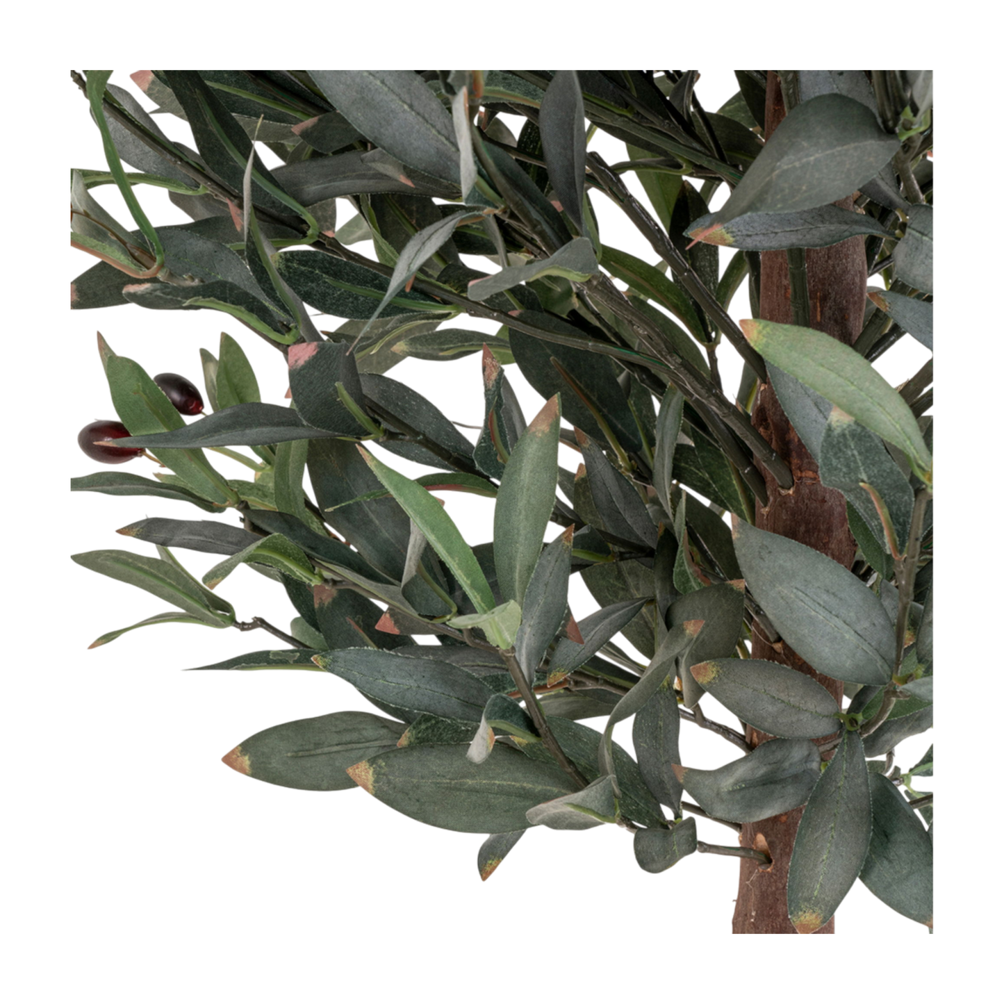 Olivier arbre 150 cm