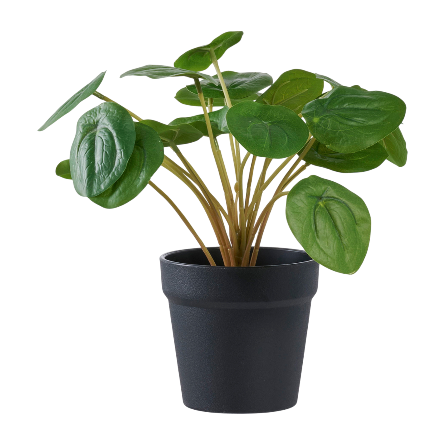 Plante Pelia