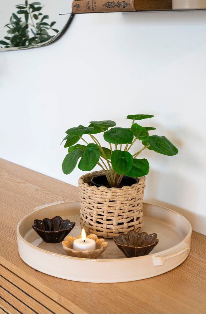 Plante Pelia