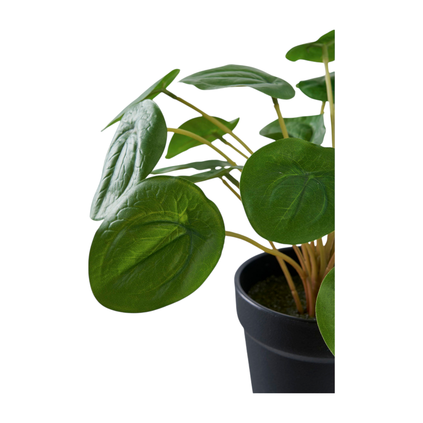 Plante Pelia