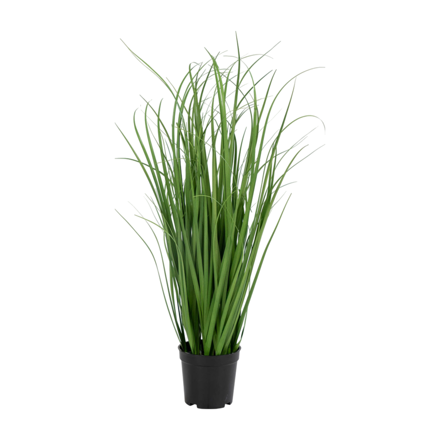 Herbe Poa