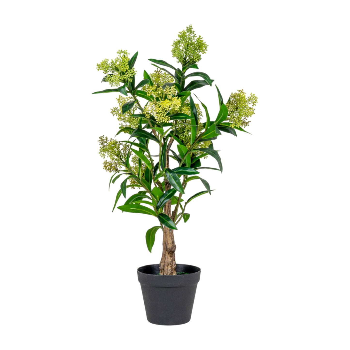 Arbre Skimmia