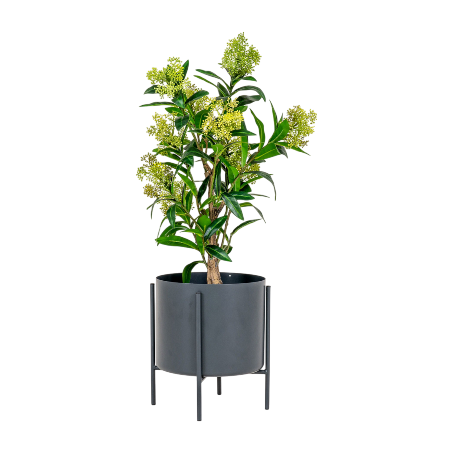 Arbre Skimmia