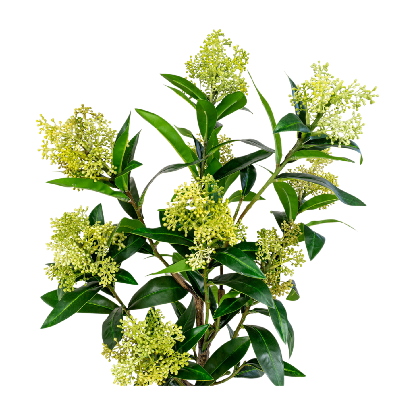 Arbre Skimmia