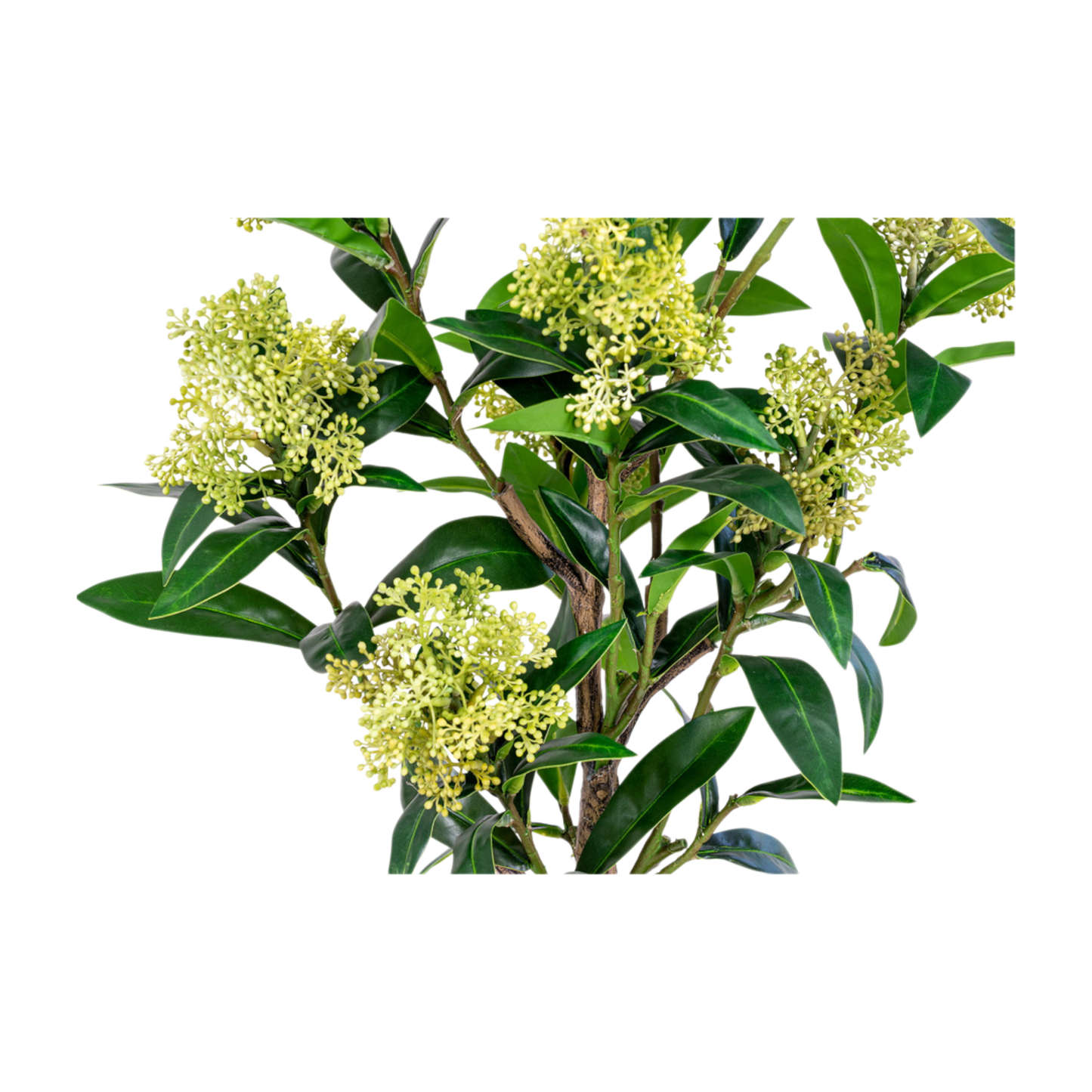 Arbre Skimmia