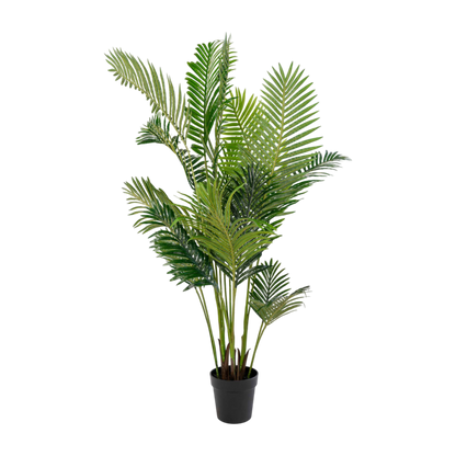 Palmier Areca 175 cm