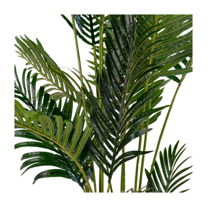 Palmier Areca 175 cm