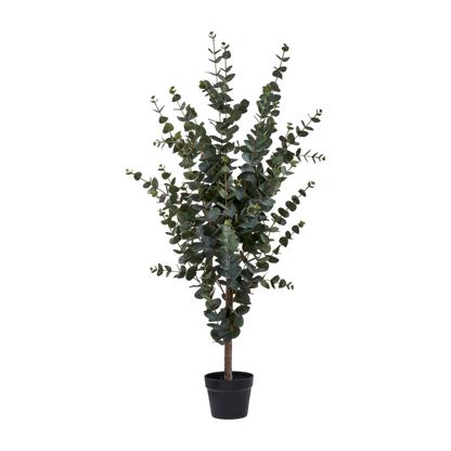 Plante eucalyptus
