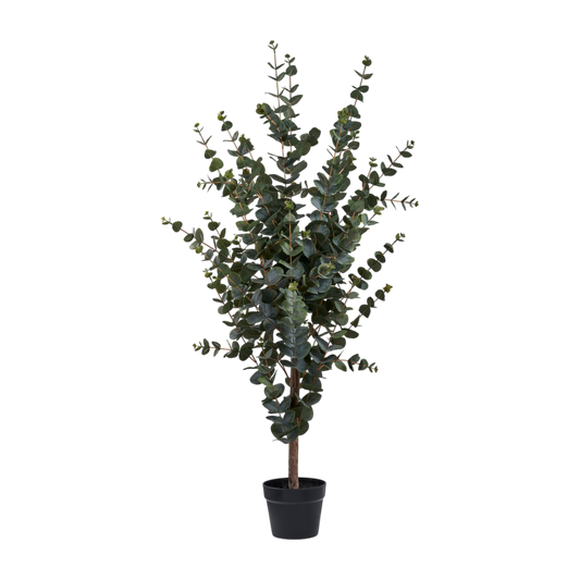 Plante eucalyptus