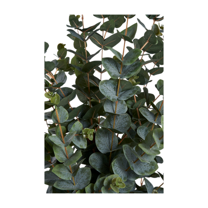 Plante eucalyptus