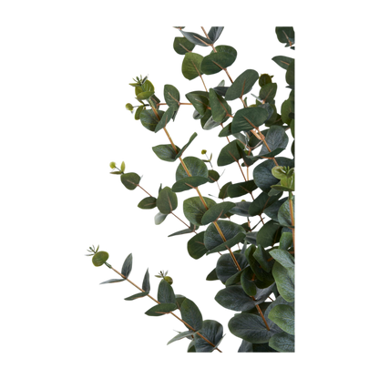 Plante eucalyptus
