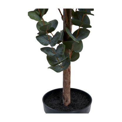 Plante eucalyptus