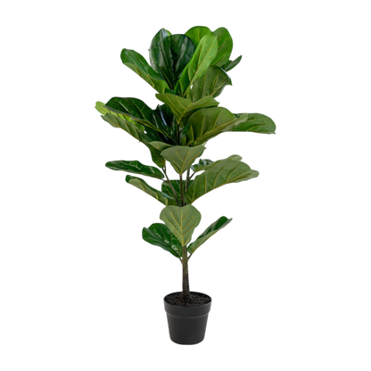 Plante à feuille de violon 100 cm