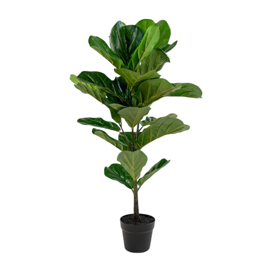 Plante à feuille de violon 100 cm