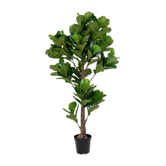 Arbre à feuille de violon