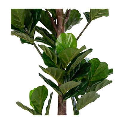 Arbre à feuille de violon